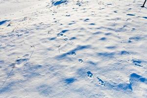 Tierspuren im Schnee foto