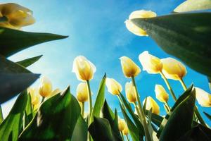 gelbe Tulpen auf einem Hintergrund des blauen Himmels foto
