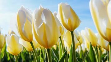 gelbe Tulpen auf einem Hintergrund des blauen Himmels foto