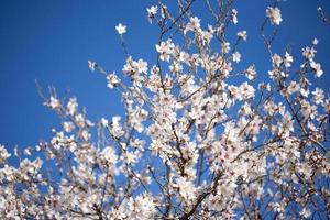Kirschblüten im Baum gegen blauen Himmel