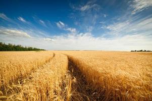goldenes Weizenfeld mit blauem Himmel im Hintergrund foto