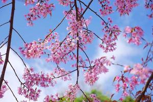 Frühlingsrosa Kirschblütenblumen mit blauem Himmelhintergrund foto