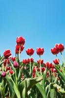 dekorative rote Tulpen auf Blumenbeet auf blauem Himmel