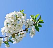 Zweig der Kirschblüten gegen den blauen Himmel foto