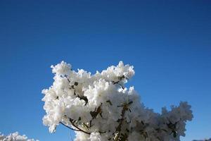 weiße "Schneesturm" der japanischen Azalee unter blauem Himmel schließen