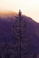 Baum im späten Sonnenuntergang foto
