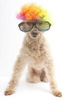 Regenbogenperücke und Sonnenbrille auf Hund foto
