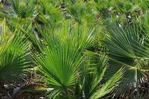 palmanbätter - spanien