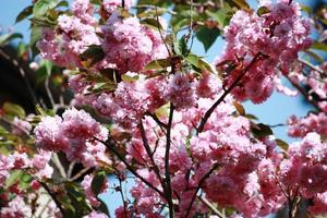Mandelbaum (Prunus Dulcis) rosa Blüten unter blauem Himmel foto