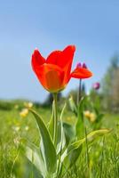 rote Tulpen auf einem Rasen mit einem blauen Himmel