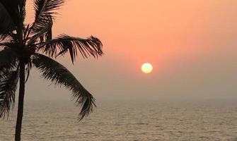 Palmenschattenbild bei Sonnenuntergang