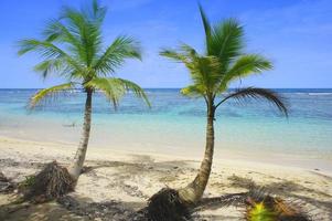 zwei Palmen am Strand