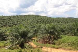 Palmölplantage in Malaysia foto