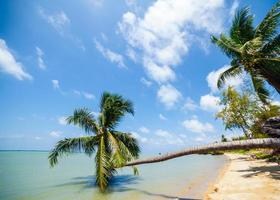 Palmen an einem tropischen Strand foto