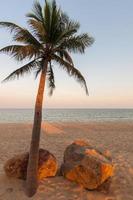 schöne Palme am Strand foto