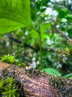 bunte Spinne auf einem Ast. foto