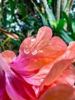 Wassertropfen auf Rosenblättern. foto