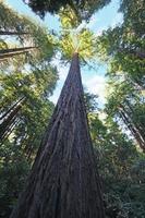 Kalifornischer Redwood-Wald foto