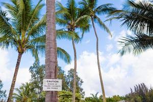 Vorsicht vor fallenden Kokosnusszeichen
