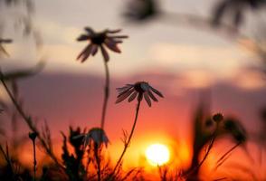 Wildblumen im Sonnenuntergang foto