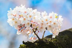 japanische Kirschblüte im Frühjahr foto