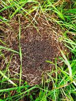 Schwarze Ameisen kriechen in ihrem Ameisenhaufen im Wald. Nahansicht. foto