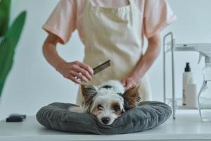 Nahaufnahme einer Frau, die sich im Pflegesalon um den kleinen Hund kümmert foto