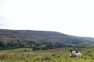 Mutterschaf und ihr Lamm sitzen zusammen Yorkshire Dales foto