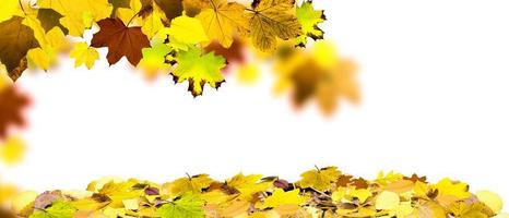 bunte helle Blätter isoliert auf weißem Hintergrund foto