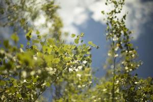 Natur im Sommer. Pflanzen im Park. natürliche Schönheit. foto