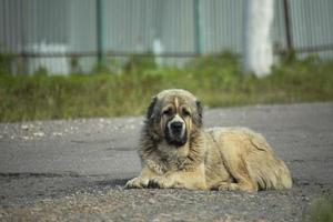 Kaukasischer Schäferhund. obdachloser hund liegt auf asphalt. foto