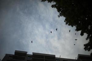 krähen fliegen in den himmel. Vögel kreisen über dem Gebäude. Krähen am Abend. foto