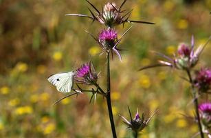 Ein mehrfarbiger Schmetterling sitzt auf einer Blume in einem Stadtpark. foto