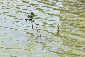 Vegetation an den Ufern eines Flusses im Norden Israels foto