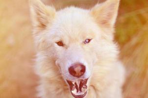 Getöntes Porträt des weißen sibirischen Samojeden-Husky-Hundes mit Heterochromie ein Phänomen, bei dem die Augen tagsüber im Freien unterschiedliche Farben haben foto