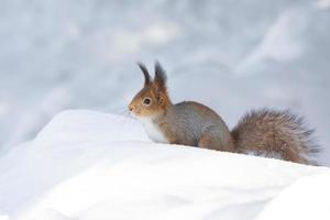 Eichhörnchen Schnee Winter foto