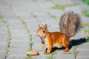 ein Eichhörnchen mit einer Nuss foto