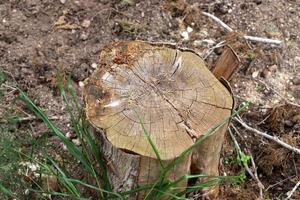 Ein alter Baumstumpf ist ein kleiner Teil eines gefällten Baumstammes. foto