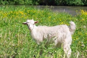 Ziege auf dem Gras foto