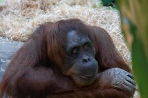 Orang-Utan im Zoo foto