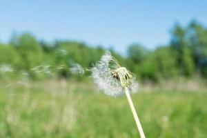 Löwenzahn im Wind foto