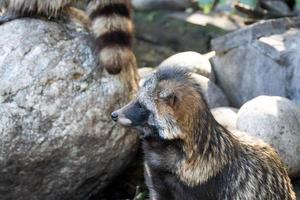 Waschbär auf Stein foto