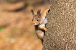 Eichhörnchen auf einem Ast im Herbst foto