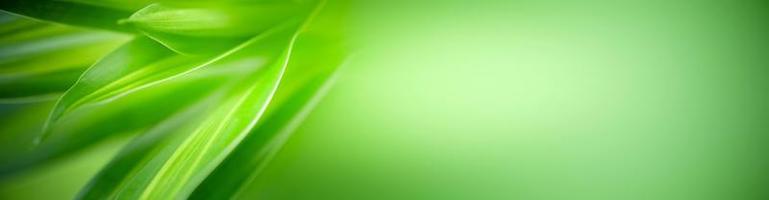 natürliche grüne Blätter Pflanzen, die als Deckblatt für den Frühlingshintergrund verwendet werden, Grün, Umwelt, Ökologie, lindgrüne Tapete foto