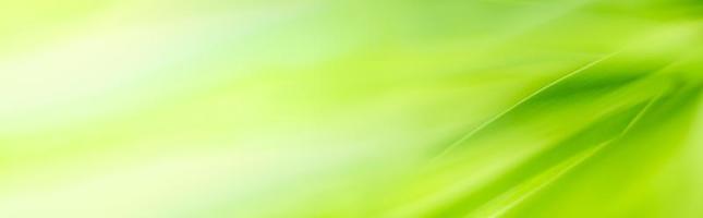 Herrliche Naturansicht des grünen Blattes auf unscharfem grünem Hintergrund im Garten. natürliche grüne Blätter Pflanzen, die als Deckblatt für den Frühlingshintergrund verwendet werden, Grün, Umwelt, Ökologie, lindgrüne Tapete foto