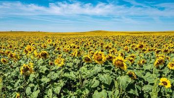 Sonnenblumenfeld in North Dakota foto