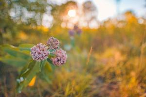 abstrakt Sonnenuntergang Feld Landschaft von gelben Blumen, Nahaufnahme Gras Wiese warme goldene Stunde Sonnenuntergang Sonnenaufgang Zeit. ruhiger frühlingssommernaturwaldhintergrund, bunter sonnenunterganghimmel. idyllische Natur foto