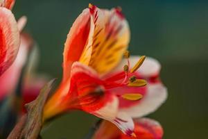 einzelne verträumte surreale bunte blume. abstraktes weiches licht, helle farben, nahaufnahmeblumengarten. naturkonzept, künstlerische schönheitsblumen foto