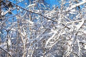 Birken und schneebedeckte Äste von Ahornbäumen foto