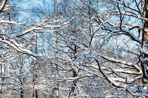 schneebedeckte Äste am sonnigen Wintertag foto